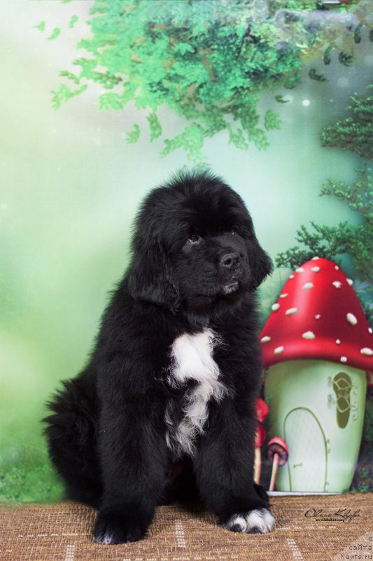 Фото: ньюфаундленд Специал Герл (Special Girl), ньюфаундленд Much Better Kilnioji Sirdis