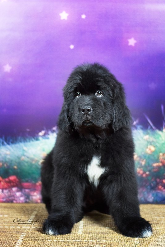 Фото: ньюфаундленд Специал Герл (Special Girl), ньюфаундленд Much Better Kilnioji Sirdis