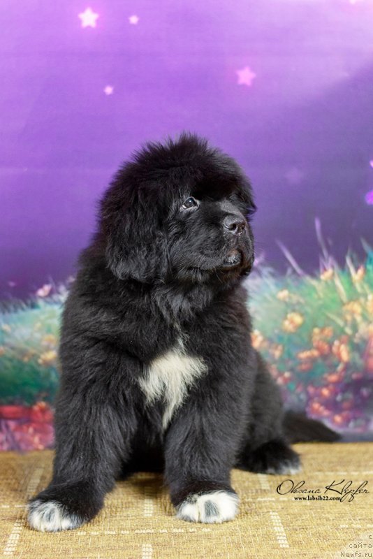 Фото: ньюфаундленд Специал Герл (Special Girl), ньюфаундленд Much Better Kilnioji Sirdis