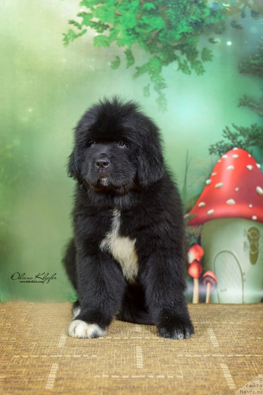 Фото: ньюфаундленд Специал Герл (Special Girl), ньюфаундленд Much Better Kilnioji Sirdis