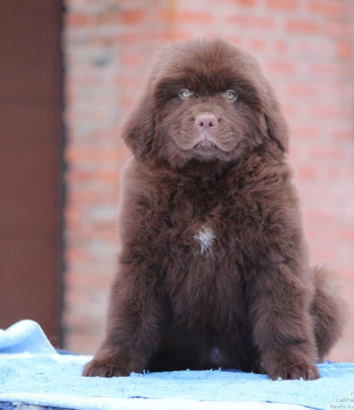 Фото: ньюфаундленд Супер Премиум Гарфилд