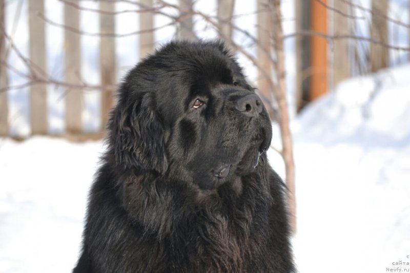 Фото: ньюфаундленд Вятский Медведь Прохор (Vyatskiy Medved Prohor)