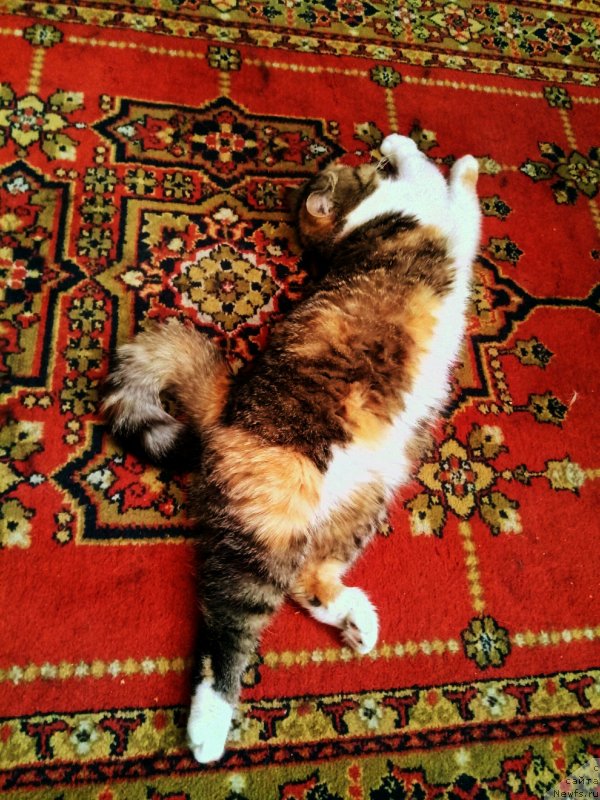 Фотография № 246329