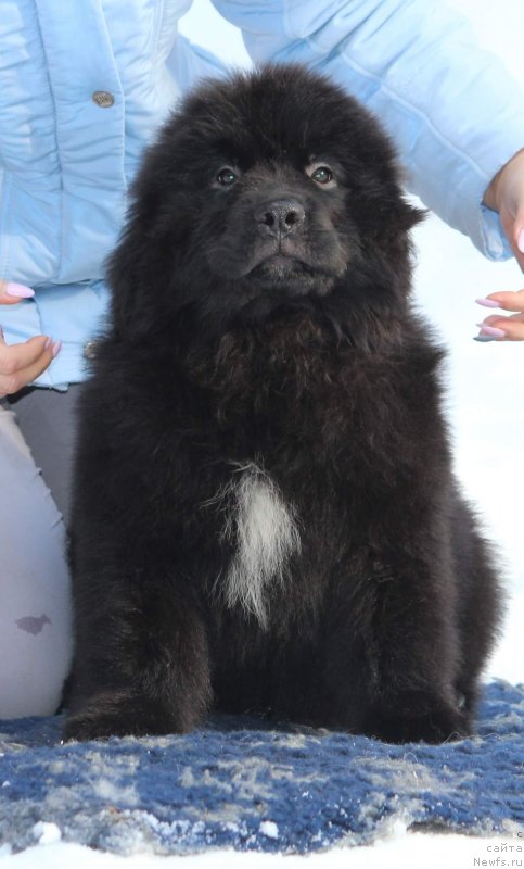 Фото: ньюфаундленд Супер Премиум Глинтвей