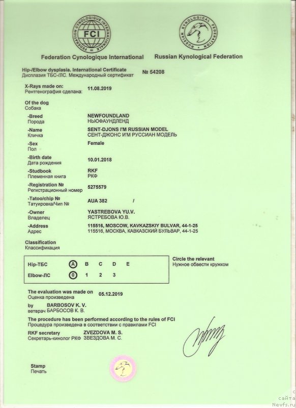 Фото: ньюфаундленд Сент Джонс И’м Руссиан Модель (Sent Djons i'm Russian Model)