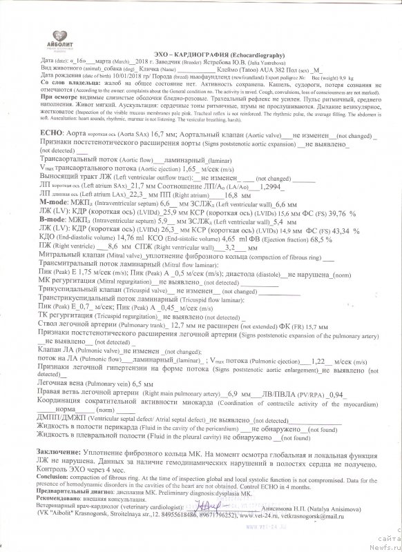 Фото: ньюфаундленд Сент Джонс И’м Руссиан Модель (Sent Djons i'm Russian Model)