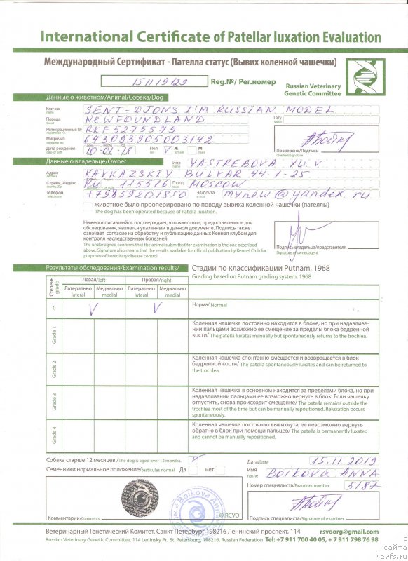 Фото: ньюфаундленд Сент Джонс И’м Руссиан Модель (Sent Djons i'm Russian Model)