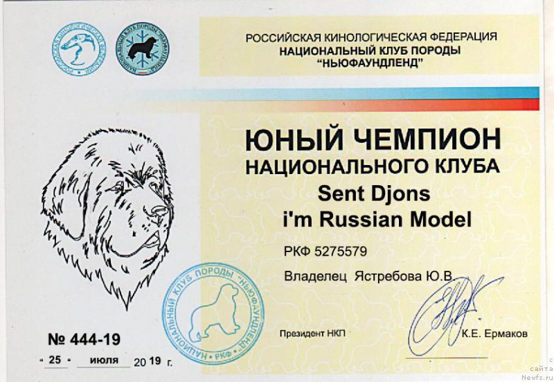 Фото: ньюфаундленд Сент Джонс И’м Руссиан Модель (Sent Djons i'm Russian Model)