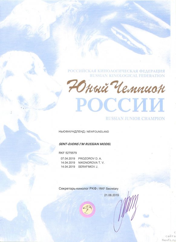 Фото: ньюфаундленд Сент Джонс И’м Руссиан Модель (Sent Djons i'm Russian Model)