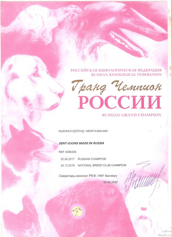 Фото: ньюфаундленд Сент Джонс Мейд ин Руссия (Sent Djons Made in Russia)