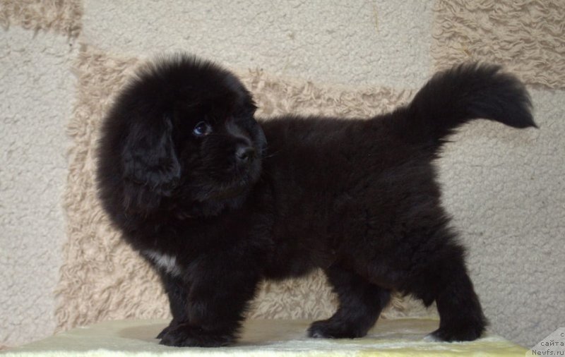 Фото: ньюфаундленд Май Френд Ньюфи Командор Крузо