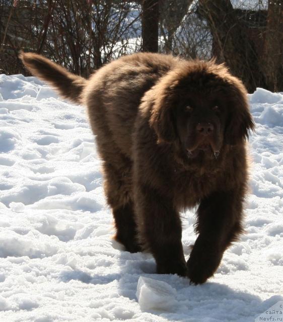 Фото: ньюфаундленд Лесная Сказка Колдовской Роман