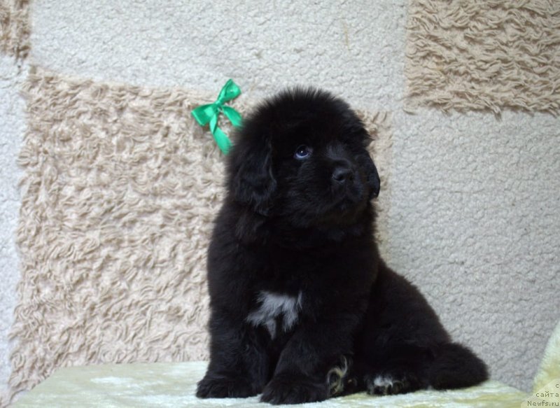 Фото: ньюфаундленд Май Френд Ньюфи Командор Крузо