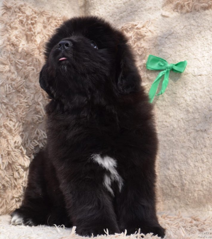 Фото: ньюфаундленд Май Френд Ньюфи Командор Крузо