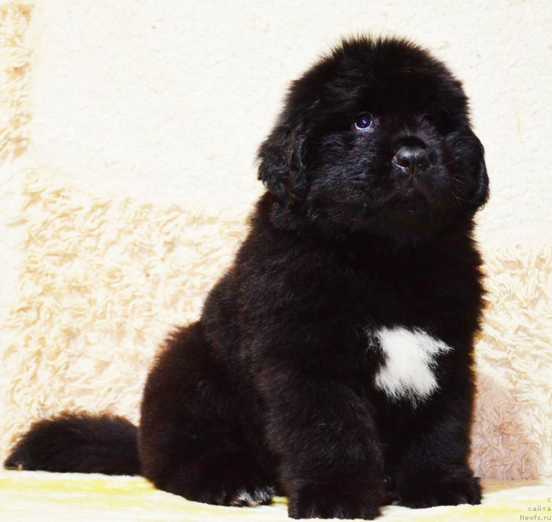 Фото: ньюфаундленд Май Френд Ньюфи Корсар Дрейк