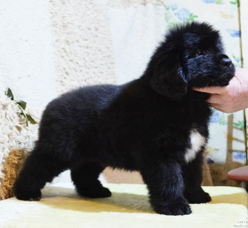 Фото: ньюфаундленд Май Френд Ньюфи Корсар Дрейк