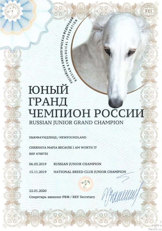 Фото: ньюфаундленд Черная Мафия Бекаусе И Ам Вортх Ит (Chernaya Mafia Because I Am Worth It)