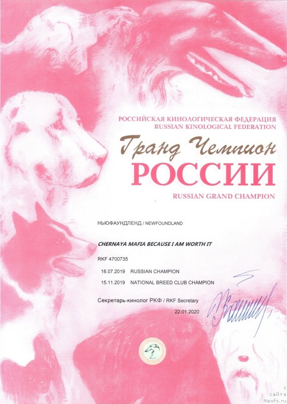 Фото: ньюфаундленд Черная Мафия Бекаусе И Ам Вортх Ит (Chernaya Mafia Because I Am Worth It)