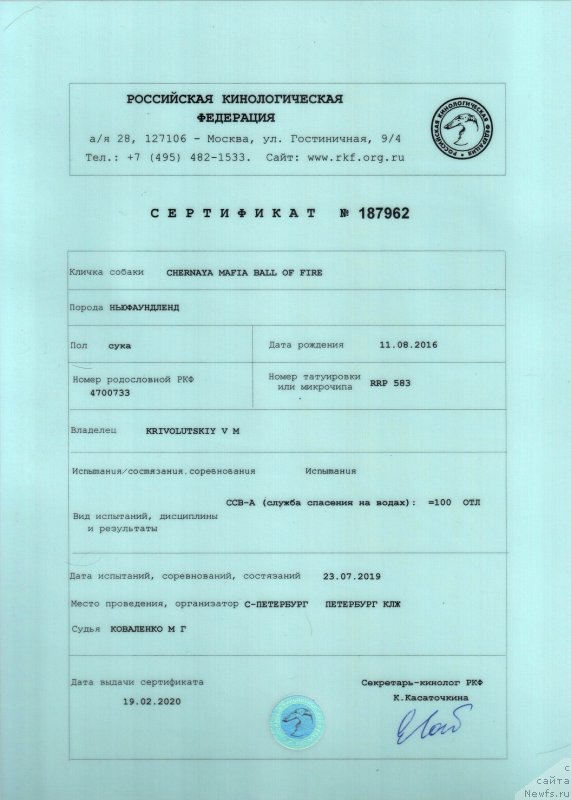 Фото: ньюфаундленд Черная Мафия Балл оф Фире (Chernaya Mafia Ball of Fire)