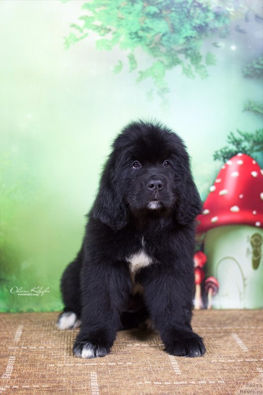 Фото: ньюфаундленд Специал Герл (Special Girl), ньюфаундленд Much Better Kilnioji Sirdis