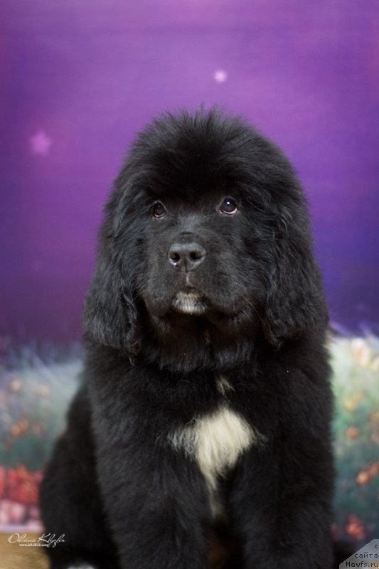 Фото: ньюфаундленд Специал Герл (Special Girl), ньюфаундленд Much Better Kilnioji Sirdis