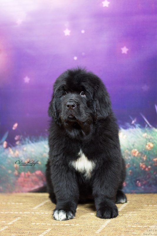 Фото: ньюфаундленд Специал Герл (Special Girl), ньюфаундленд Much Better Kilnioji Sirdis