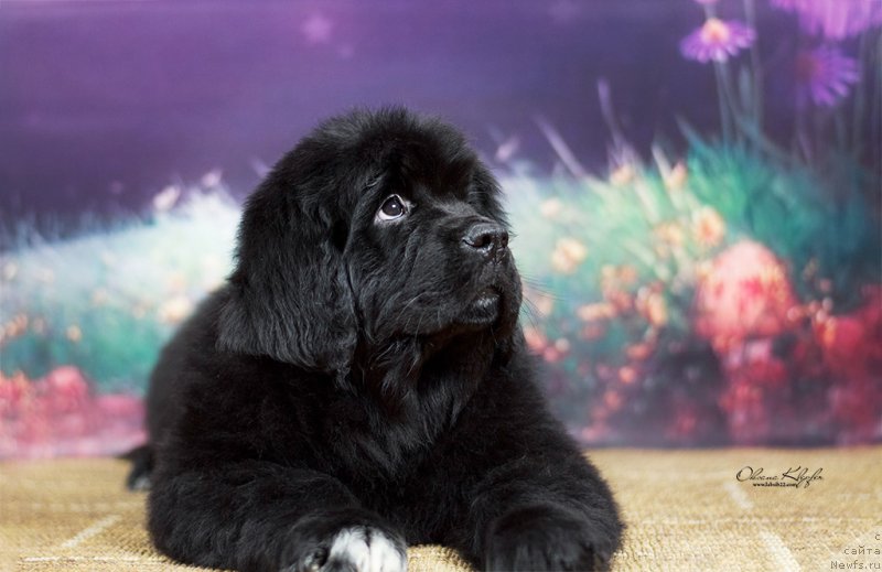 Фото: ньюфаундленд Специал Герл (Special Girl), ньюфаундленд Much Better Kilnioji Sirdis