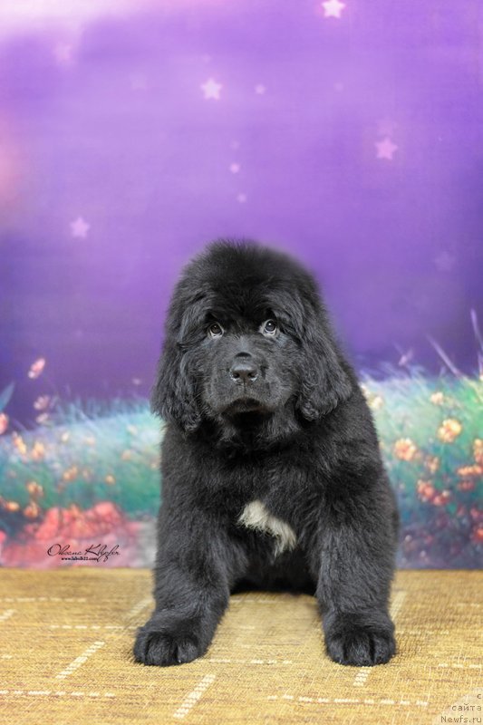 Фото: ньюфаундленд Специал Герл (Special Girl), ньюфаундленд Much Better Kilnioji Sirdis