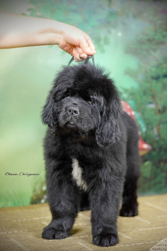 Фото: ньюфаундленд Специал Герл (Special Girl), ньюфаундленд Much Better Kilnioji Sirdis