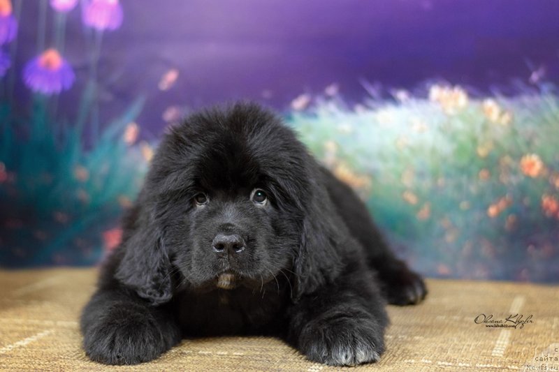 Фото: ньюфаундленд Специал Герл (Special Girl), ньюфаундленд Much Better Kilnioji Sirdis