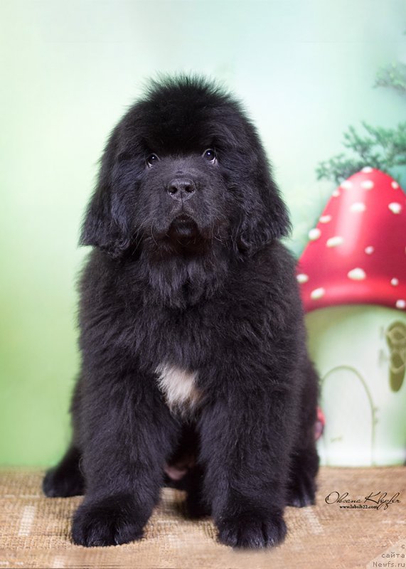 Фото: ньюфаундленд Специал Герл (Special Girl), ньюфаундленд Much Better Kilnioji Sirdis