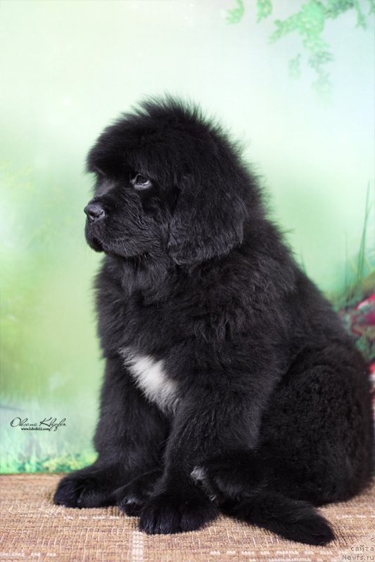 Фото: ньюфаундленд Специал Герл (Special Girl), ньюфаундленд Much Better Kilnioji Sirdis