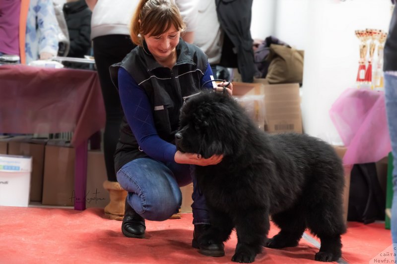 Фото: ньюфаундленд Старди Коллекшн Елизавета