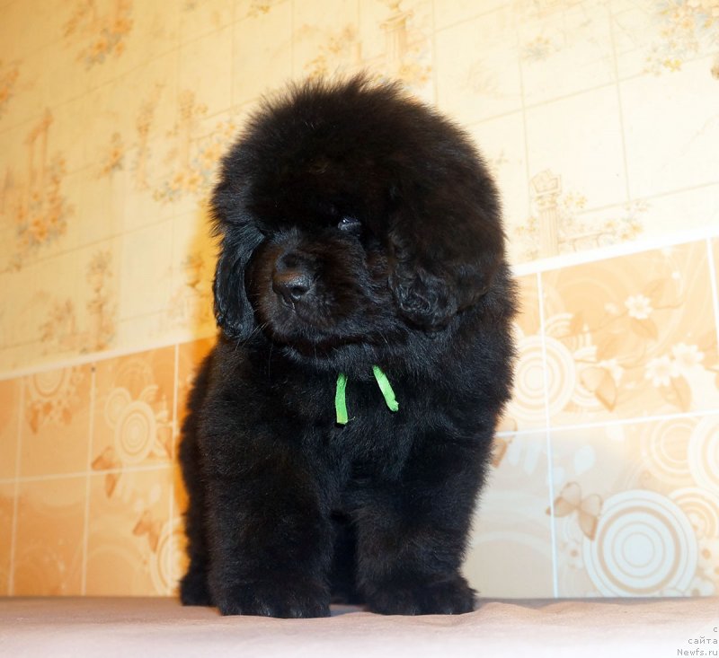 Фото: ньюфаундленд Старди Коллекшн Елизавета