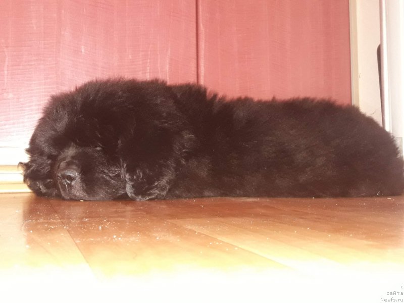 Фото: ньюфаундленд Старди Коллекшн Елизавета