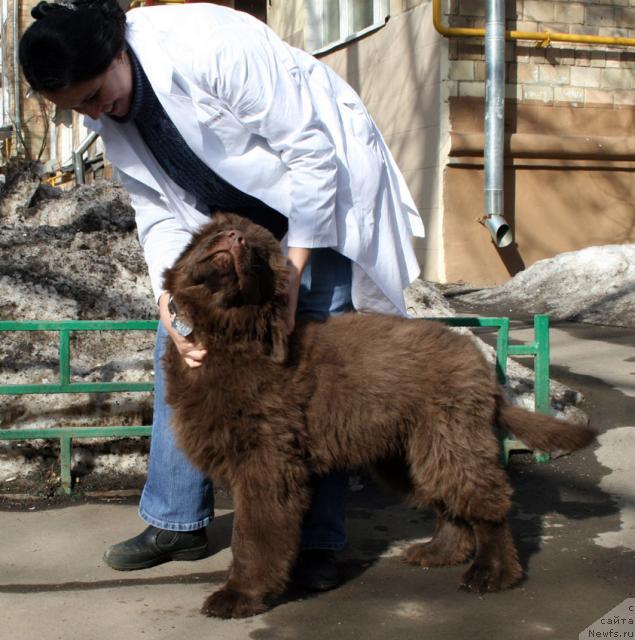 Фото: ньюфаундленд Лесная Сказка Колдовской Роман, Мария Смирнова