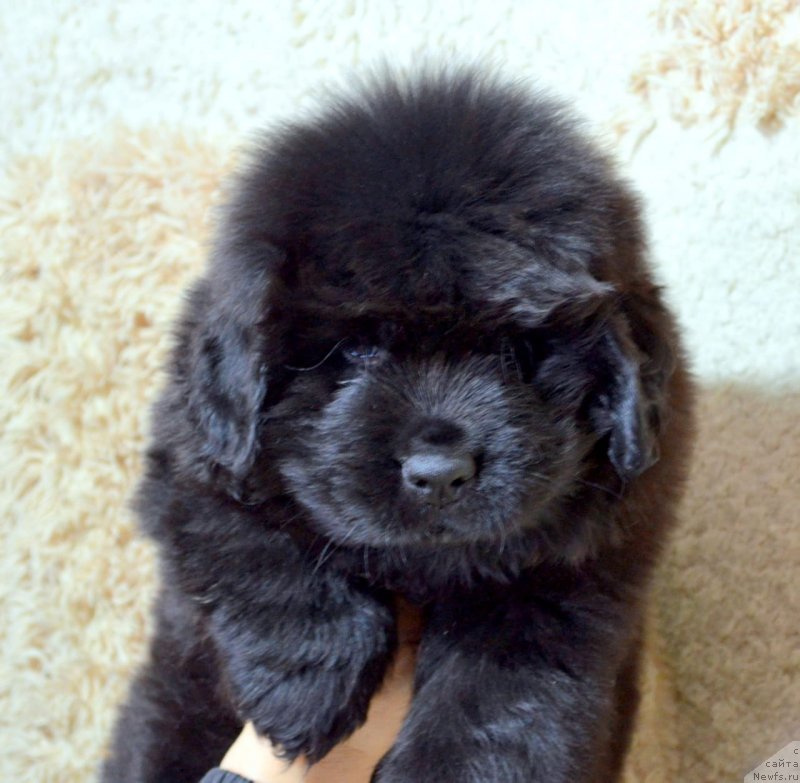 Фото: ньюфаундленд Май Френд Ньюфи Командор Крузо