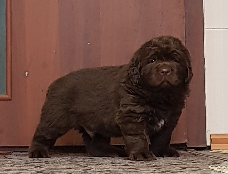 Фото: ньюфаундленд Собер-Оаш Никсон для Вятского Медведя