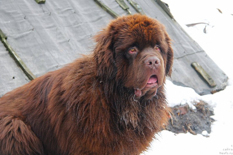 Фото: ньюфаундленд Обуш Шед Мёд Слаще Янтаря (Obush Shed Myod Slashche Yantarya)