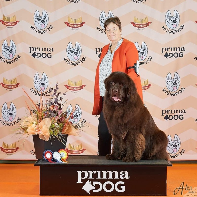 Фото: ньюфаундленд Обуш Шед Мэйд ин Юрал (Obush Shed Made in Ural)