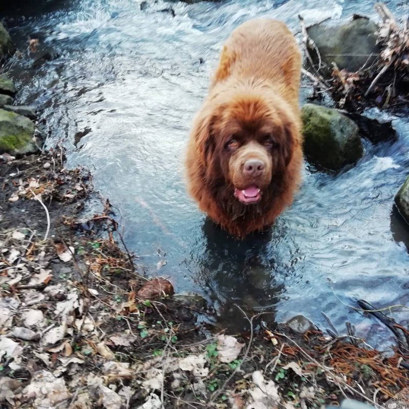 Фото: ньюфаундленд Обуш Шед Ину Но Кума (Obush Shed Inu No Kuma)