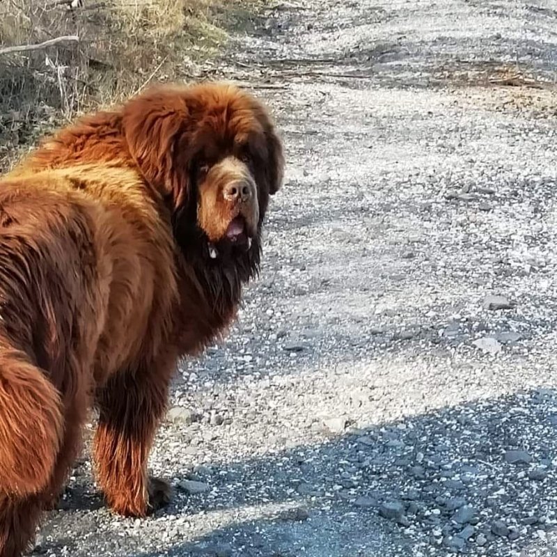 Фото: ньюфаундленд Обуш Шед Ину Но Кума (Obush Shed Inu No Kuma)