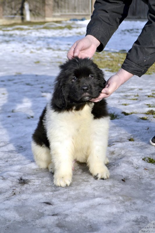 Фотография № 246410