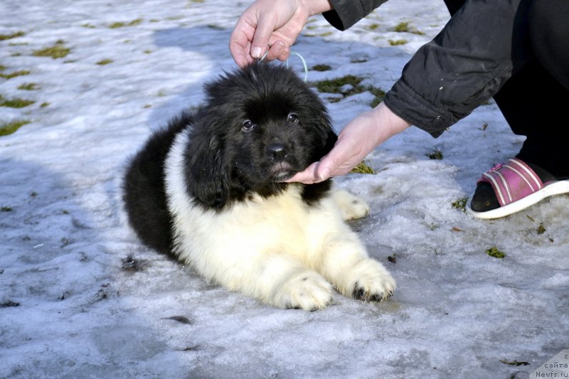 Фотография № 246411