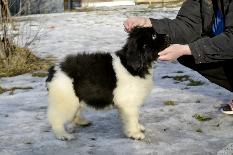 Фотография № 246412