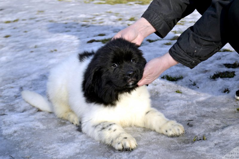 Фотография № 246414