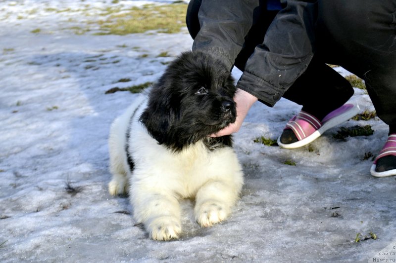 Фотография № 246416