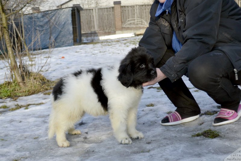 Фотография № 246417