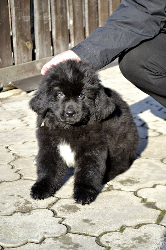 Фотография № 246418