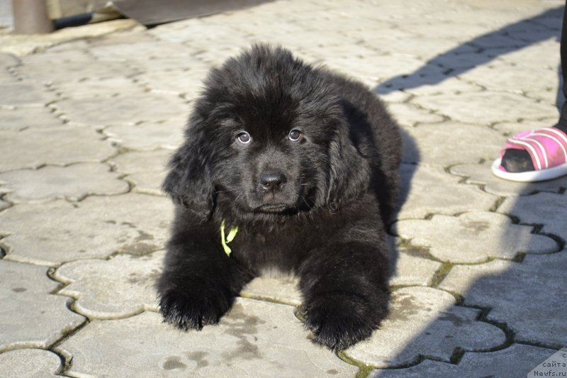 Фотография № 246420